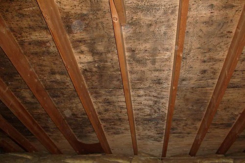 mold-in-attic